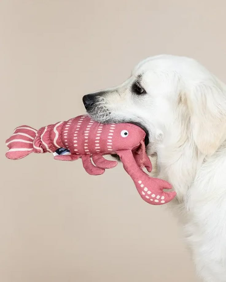 Pet play toys