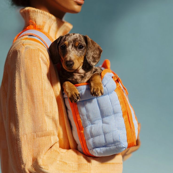 Pet and owner sharing an everyday moment